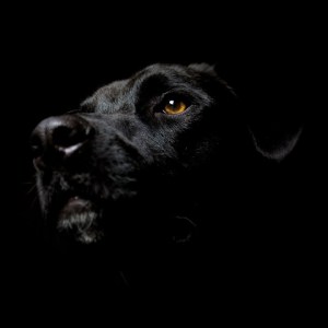 Episode 2 - The Black Dog Runs At Night
